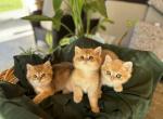 Jack Junior Jax - British Shorthair Cat For Sale - Sacramento&comma; CA&comma; US