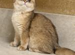 Josie - British Shorthair Cat For Sale - Sacramento&comma; CA&comma; US