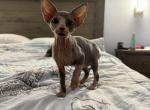 Minnie - Sphynx Cat For Sale - Chicago&comma; IL&comma; US