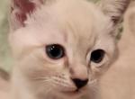 Siamese Blue Lynx Female ready December 12 - Siamese Cat For Sale - Wayland&comma; MA&comma; US