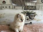 Macie - Ragdoll Cat For Sale - Bushnell&comma; FL&comma; US