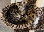 Charger - Savannah Cat For Sale - Bradenton&comma; FL&comma; US