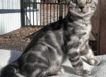 Silver Female Bengal - Bengal Cat For Sale - Norlina&comma; NC&comma; US