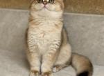 Jax - British Shorthair Cat For Sale - Sacramento&comma; CA&comma; US