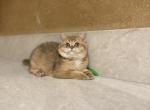 Junior - British Shorthair Cat For Sale - Sacramento&comma; CA&comma; US