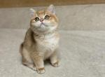 Jack - British Shorthair Cat For Sale - Sacramento&comma; CA&comma; US