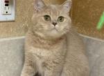 Agatha - British Shorthair Cat For Sale - Sacramento&comma; CA&comma; US