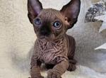 Sphynx Boy Lucky TICA - Sphynx Cat For Sale - Lockport&comma; IL&comma; US