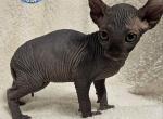 Sphynx Black Elf Boy Inky TICA - Sphynx Cat For Sale - Lockport&comma; IL&comma; US