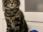 tiger twoo - Maine Coon Cat For Sale - Lanoka Harbor&comma; NJ&comma; US