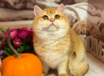 Linda - British Shorthair Cat For Sale - Glendale&comma; CA&comma; US