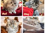 Princess Penelopes - Persian Cat For Sale - Spring&comma; TX&comma; US