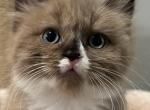 Nugget - Ragdoll Cat For Sale - Saugerties&comma; NY&comma; US
