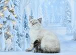 Darin 2 - Scottish Straight Cat For Sale - Chicago&comma; IL&comma; US