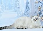 Deizi2 - Scottish Straight Cat For Sale - Chicago&comma; IL&comma; US