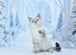 Darin2 - Scottish Straight Cat For Sale - Los Angeles&comma; CA&comma; US