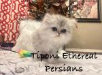 Silver Dollface girl and boy - Persian Cat For Sale - Rockwall&comma; TX&comma; US