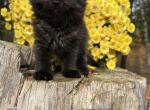 Smoke - Minuet Cat For Sale - West Branch&comma; MI&comma; US