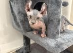 Big Ears - Bambino Cat For Sale - Chicago&comma; IL&comma; US