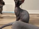 Baby boy - Sphynx Cat For Sale - Chicago&comma; IL&comma; US