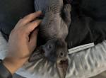 Batbaby 1 - Bambino Cat For Sale - Chicago&comma; IL&comma; US
