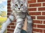 Wilson - Maine Coon Cat For Sale - Kansas City&comma; MO&comma; US