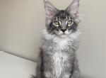 Consul - Maine Coon Cat For Sale - Grayslake&comma; IL&comma; US