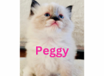 Xmas Kittens - Ragdoll Cat For Sale - Mount Joy&comma; PA&comma; US