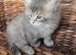 Nelli - Siberian Cat For Sale - North Port&comma; FL&comma; US