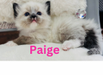 Xmas Kittens 4 - Ragdoll Cat For Sale - Mount Joy&comma; PA&comma; US