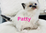 Xmas Kittens 5 - Ragdoll Cat For Sale - Mount Joy&comma; PA&comma; US