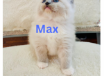 Max - Ragdoll Cat For Sale - Mount Joy&comma; PA&comma; US