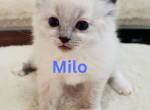 Milo - Ragdoll Cat For Sale - Mount Joy&comma; PA&comma; US
