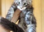 Samuel - Maine Coon Cat For Sale - Grant Valkaria&comma; FL&comma; US