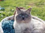 TEDDY FIXED GORGEOUS MALE FOR SALE - Ragdoll Cat For Sale/Retired Breeding - Mount Joy&comma; PA&comma; US