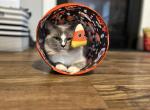 Zander - Ragdoll Cat For Sale - Kearneysville&comma; WV&comma; US
