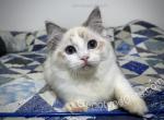 Agrippa - Ragdoll Cat For Sale - Tuscaloosa&comma; AL&comma; US