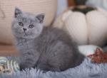 BUDDY BRITISH BLUE - British Shorthair Cat For Sale - Sunnyvale&comma; CA&comma; US