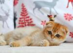 PANCAKE - Scottish Fold Cat For Sale - Baton Rouge&comma; LA&comma; US