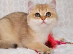 KINDER - British Shorthair Cat For Sale - Baton Rouge&comma; LA&comma; US
