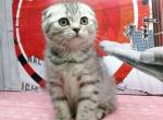 TIGER - Scottish Fold Cat For Sale - Baton Rouge&comma; LA&comma; US
