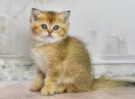 YASMINE - Scottish Straight Cat For Sale - Baton Rouge&comma; LA&comma; US