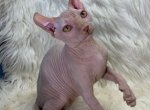 ELF Leonardo - Sphynx Cat For Sale - 