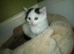 Litter - Egyptian Mau Cat For Sale - Brockton&comma; MA&comma; US