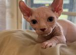 Blue eye dwelf - Bambino Cat For Sale - Okeechobee&comma; FL&comma; US