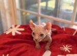 Male dwelf - Bambino Cat For Sale - Okeechobee&comma; FL&comma; US