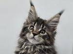 Tinsel - Maine Coon Cat For Sale - Elk Grove&comma; CA&comma; US