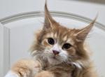 Elvis BIG BOY - Maine Coon Cat For Sale - Elk Grove&comma; CA&comma; US