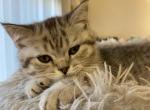 Omletik - Scottish Straight Cat For Sale - Eden Prairie&comma; MN&comma; US