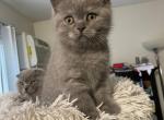 Simona - Scottish Straight Cat For Sale - Eden Prairie&comma; MN&comma; US